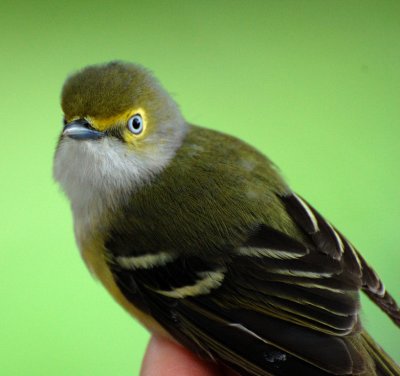 White-Eyed Vireo_4.JPG