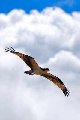 Osprey, Quintana Park, 25 Sep 07