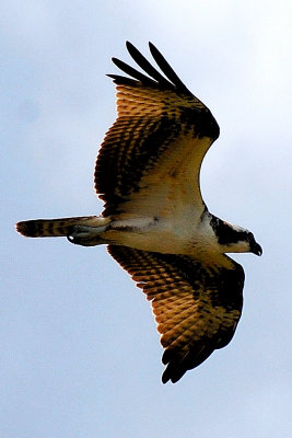 Osprey3.jpg