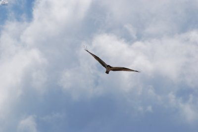 Osprey, Quintana Park, 25 Sep 07