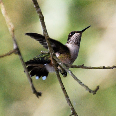 Ruby-throated_22.JPG