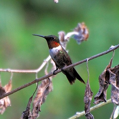 Ruby-throated_28.JPG