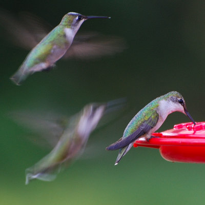 Ruby-throated_22.JPG