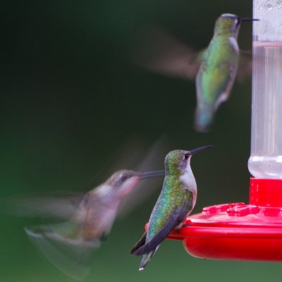 Ruby-throated_3.JPG