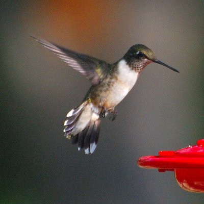 Ruby-throated_64.JPG