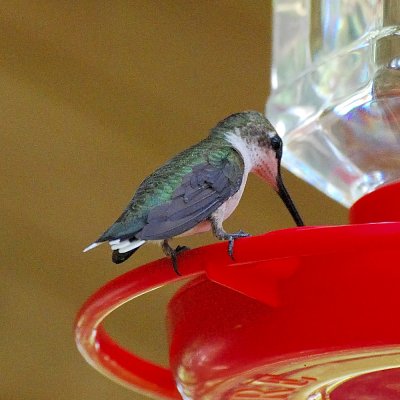 Ruby throats, Rockport TX USA, 20070915