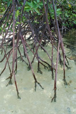 mangrove roots