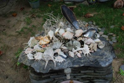 shell collection