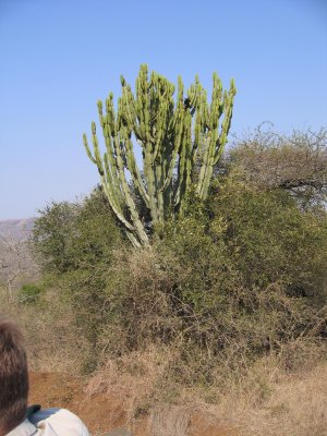 A beautiful Euphobia, poisonous cactus tree used to stun & catch fish in the lake.