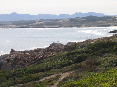 Got the Southern Right Whale's tail but where is his head!