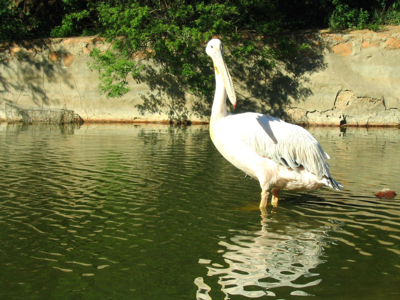 Cormorant 2