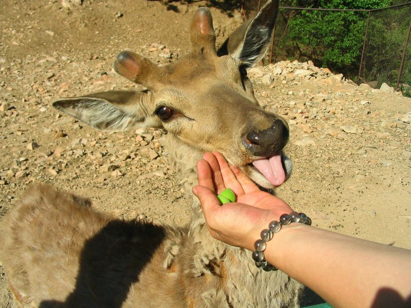 Deer