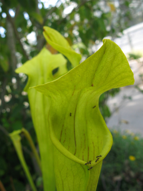 pitcher plant
