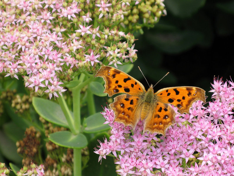 Butterfly: Tortoise Shell 1