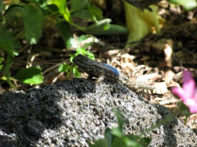lizard