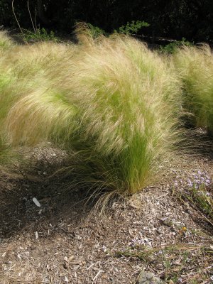 plant 2