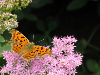 Butterfly: Tortoise Shell 2