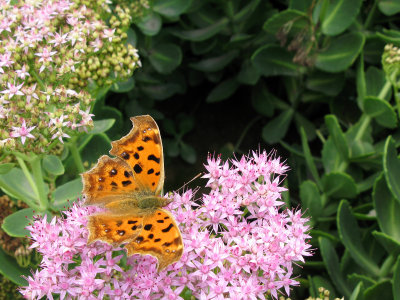 Butterfly: Tortoise Shell 3