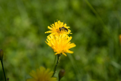 Bug in a flower