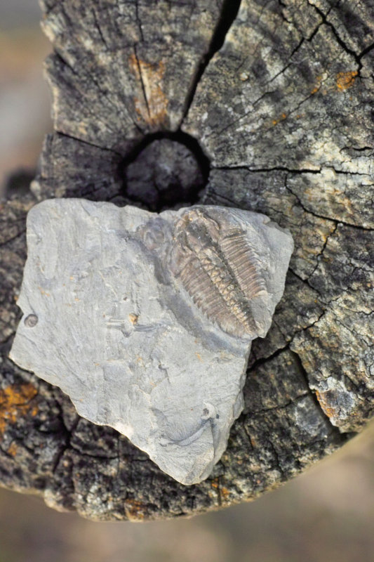 Trilobite (Bathyuriscus fimbriatus)