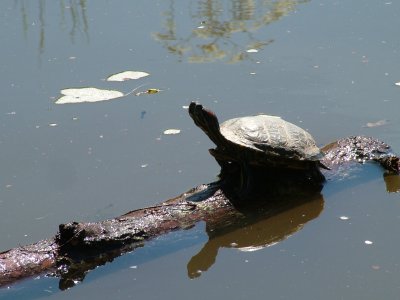 Red Eared Terrapin  in Canal !