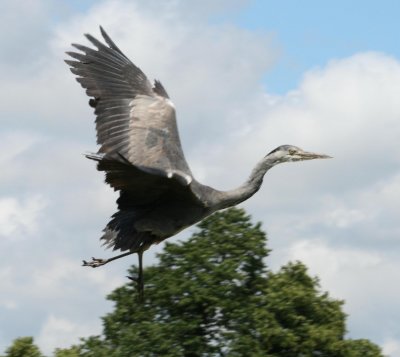 Heron take off