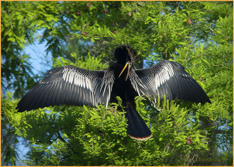 Anhinga