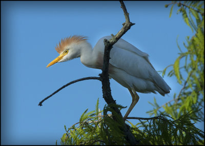 Birds of Louisiana 2013