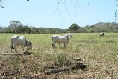 Garbate panamskie krowy (wlasciwie to buhaje)