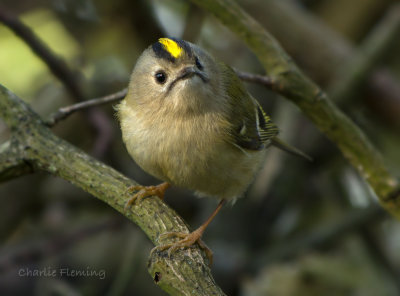 Goldcrest