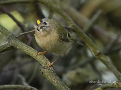 Goldcrest