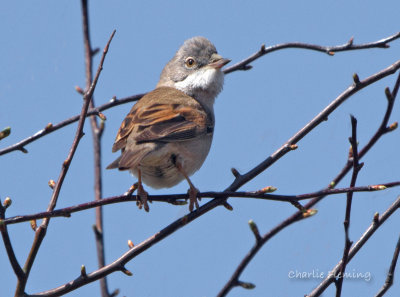 Whitethroat