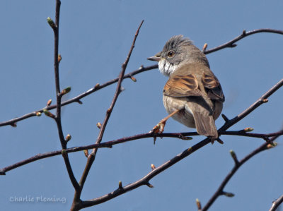 Whitethroat