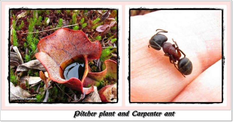 Pitcher plant and carpenter ant
