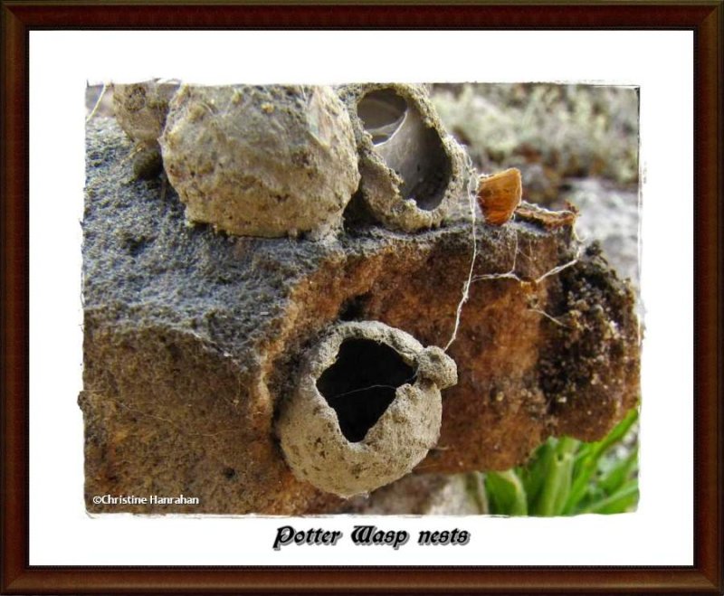 Potter wasp nests