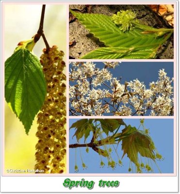 Trees and Shrubs