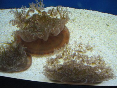 20070614_113135-S80.jpg