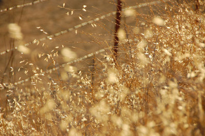 Alongside Franco Ranch Trail, Walnut Creek, CA