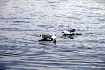 PICT6572.JPG
