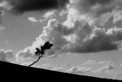 PICT7698-bw1024.jpg