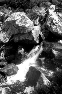 PICT7602-bw.jpg