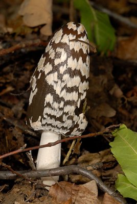 Coprinus picaceus