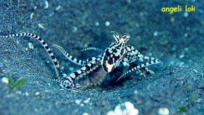 Mimic Octopus