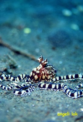 Mimic Octopus