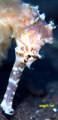 Thorny Seahorse
