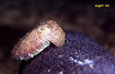 Juvenile cuttlefish