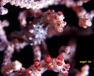 Paired red pygmy seahorses