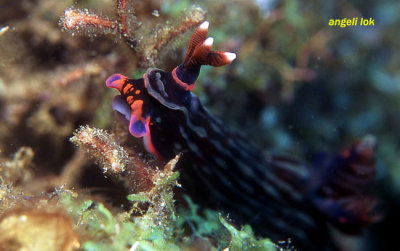 Nembrotha unknown