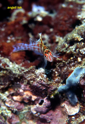 Juvenile Hawkfish