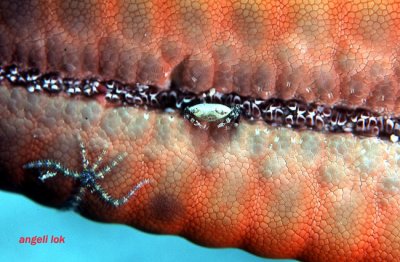 Swimmer crab & brittle star